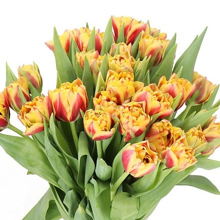 TULIPS GRAND PALACE