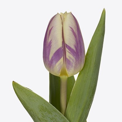 TULIPS HAPPY FEET