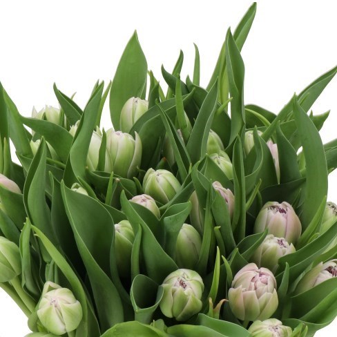 TULIPS HASHTAG