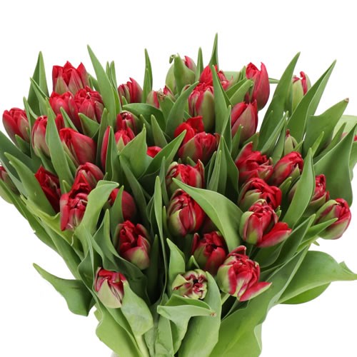 TULIPS HATTRICK