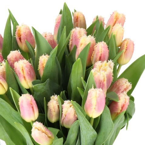 TULIPS HAWAII