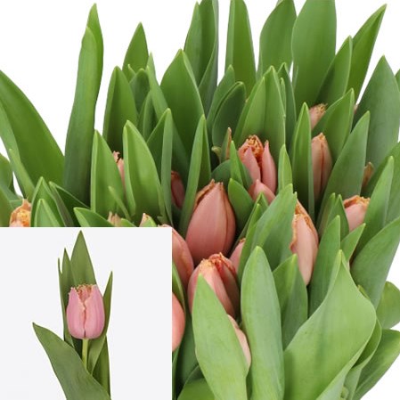 TULIPS HEARTBEAT