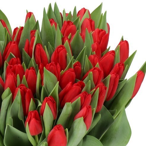 TULIPS HEARTBREAKER