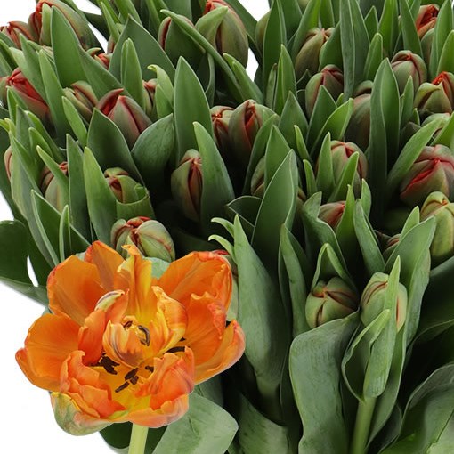 TULIPS HERMITAGE DOUBLE