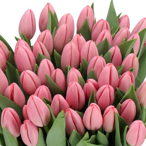 TULIPS HOLIDAY
