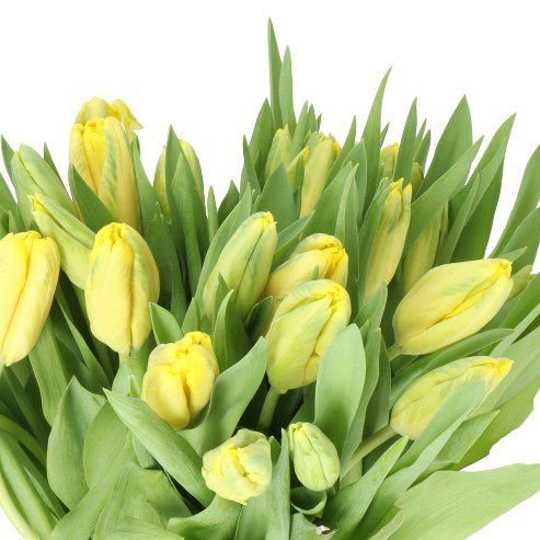 TULIPS HONOLULU (PARROT)