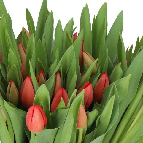 TULIPS HOTSPOT