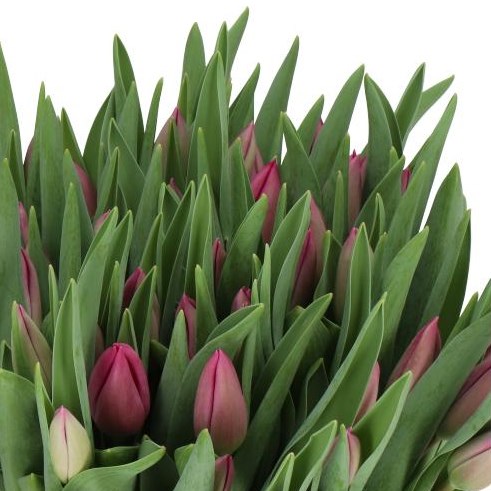 TULIPS HUNTSVILLE