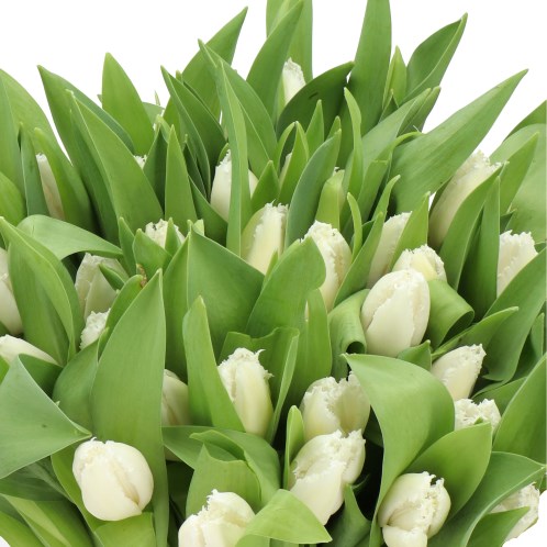 TULIPS ICE CRYSTAL