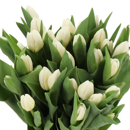 TULIPS IGLO