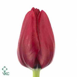 TULIPS ILE DE FRANCE