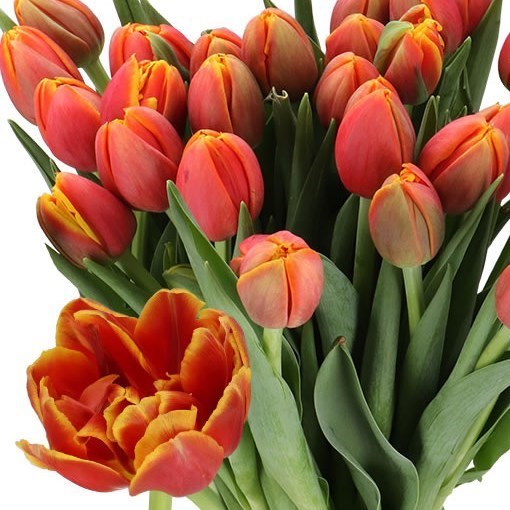 TULIPS IMON