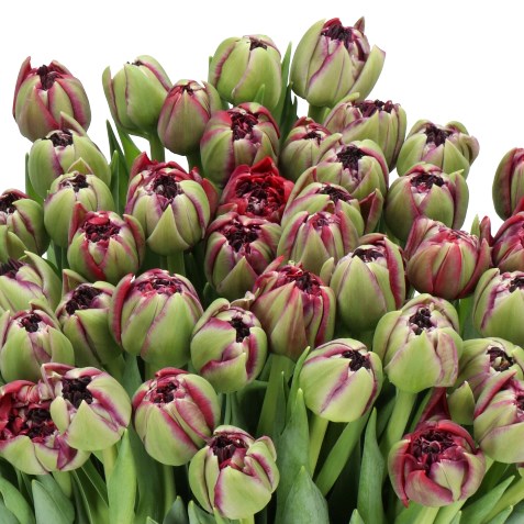 TULIPS INCOGNITO