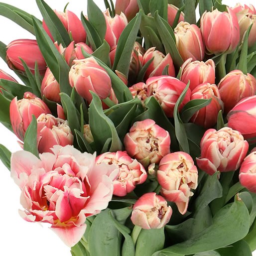TULIPS INNOCENCE