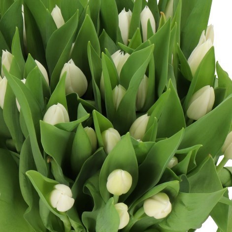 TULIPS INZELL