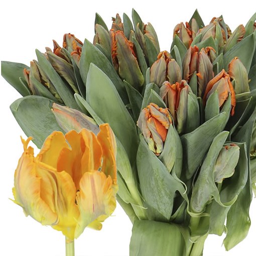 TULIPS IRENE (PARROT)