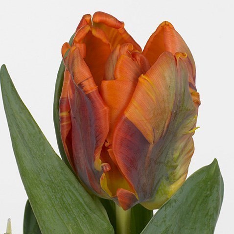 TULIPS IRENE (PARROT)