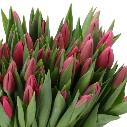 TULIPS IVANKA