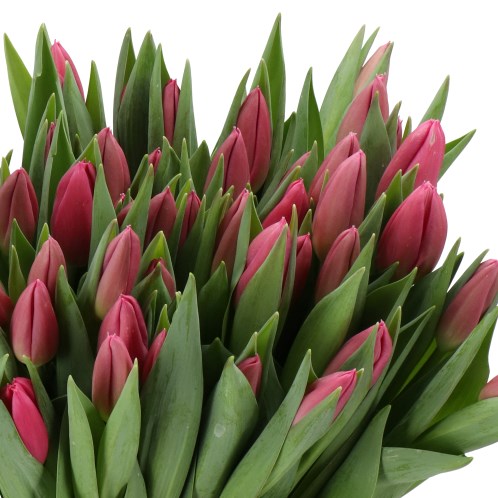 TULIPS IVANKA