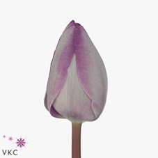 TULIPS JACUZZI