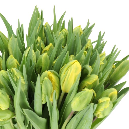 TULIPS JAN VAN NES (PARROT)