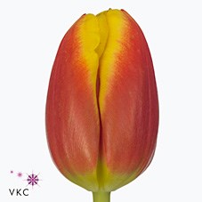 TULIPS DOW JONES