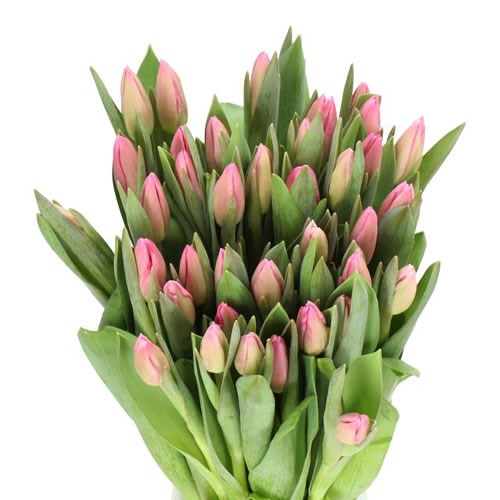 TULIPS JUMBO PINK