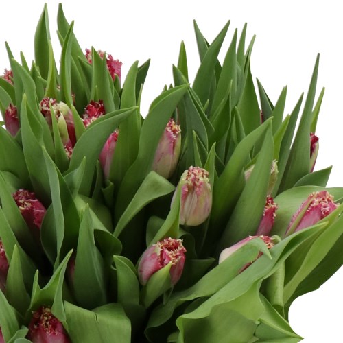 TULIPS KATIE MELUA