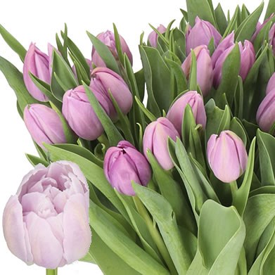 TULIPS KATINKA