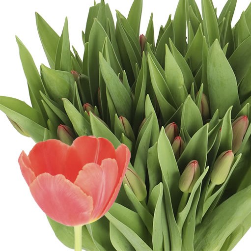 TULIPS KAY