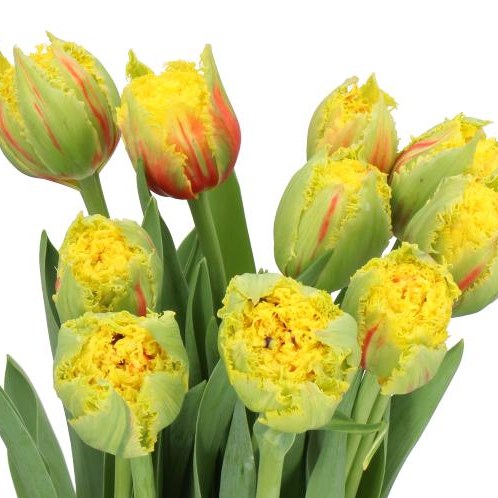 TULIPS KENSINGTON