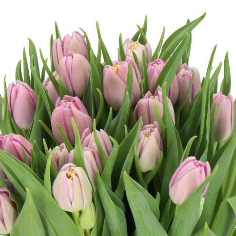 TULIPS KICKSTART