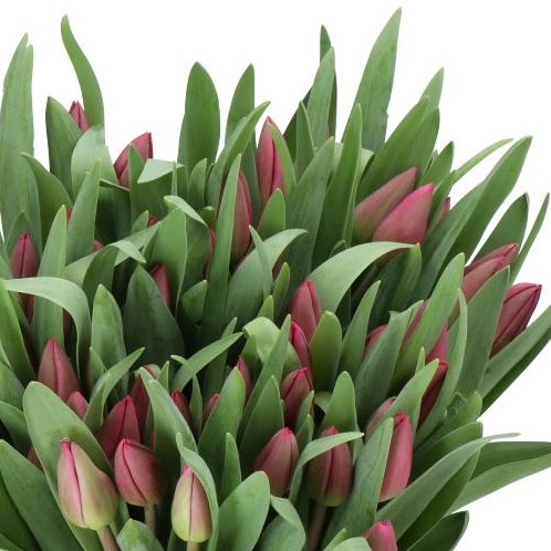 TULIPS KINGA