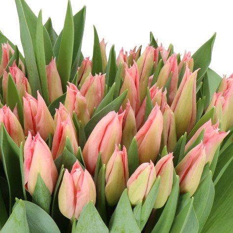 TULIPS KRISSI