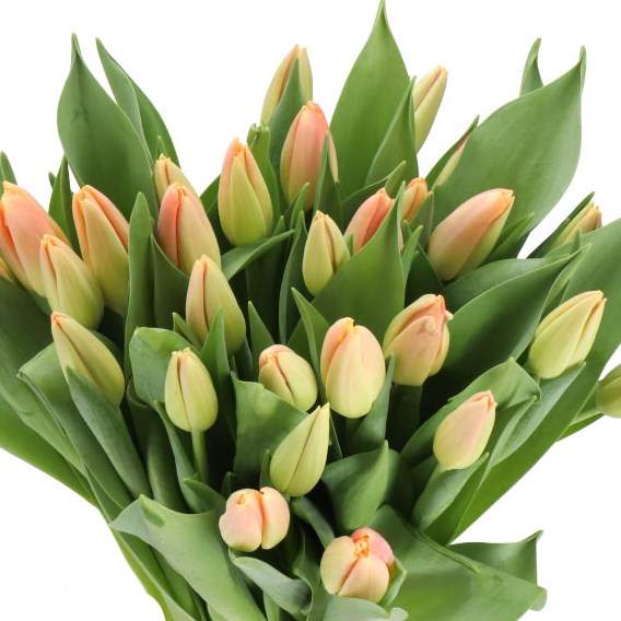 TULIPS KUNYUN