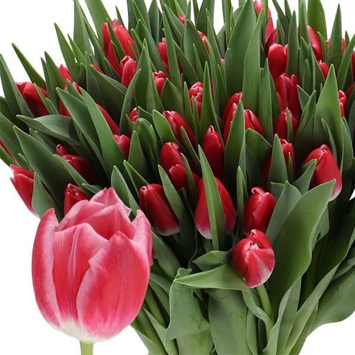 TULIPS KYLIE