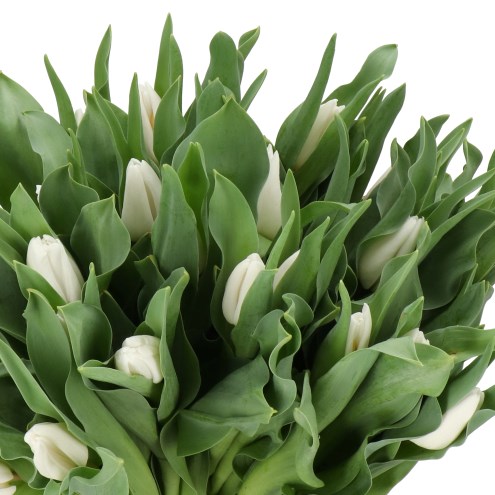 TULIPS KYOKO TAKAHASI