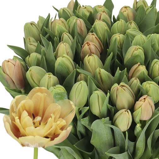 TULIPS LA BELLE EPOQUE