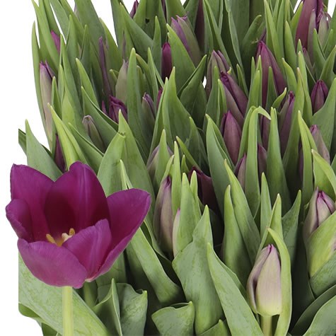 TULIPS LAPTOP