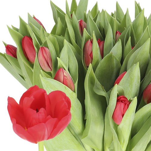 TULIPS LARGO