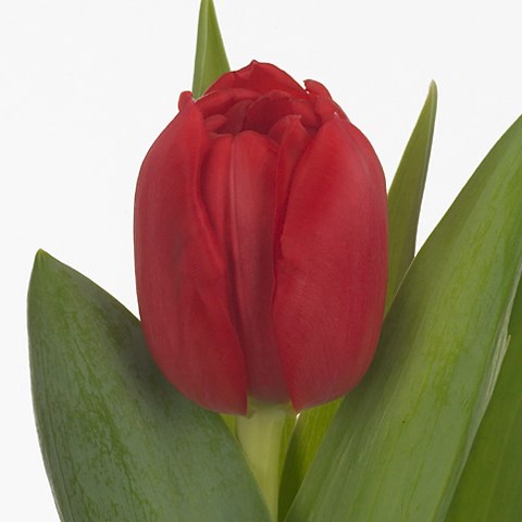 TULIPS LARGO