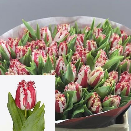 TULIPS LAS PALMAS