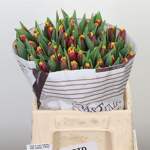 TULIPS LEANDRO