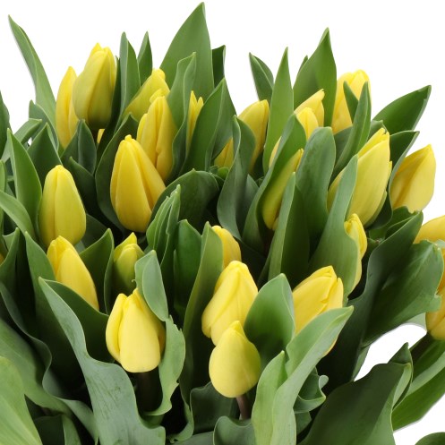 TULIPS LEMON ICE