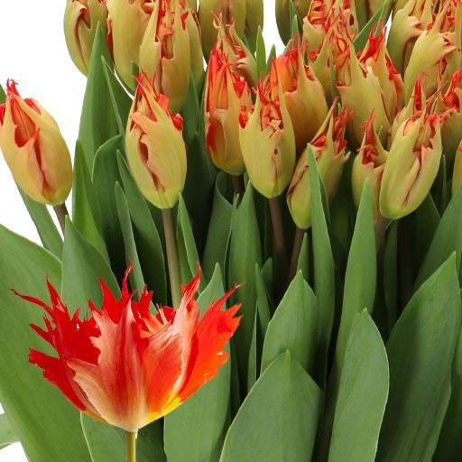 TULIPS LEO