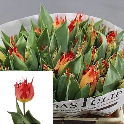 TULIPS LEO
