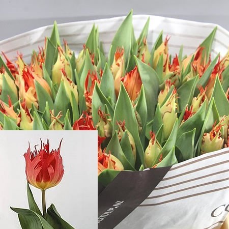 TULIPS LEO