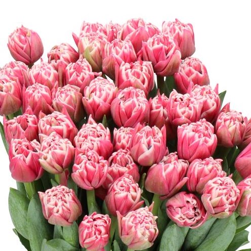 TULIPS LETS DANCE