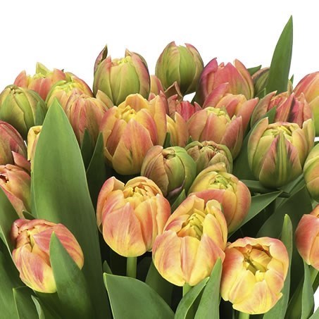 TULIPS LIBRETTO