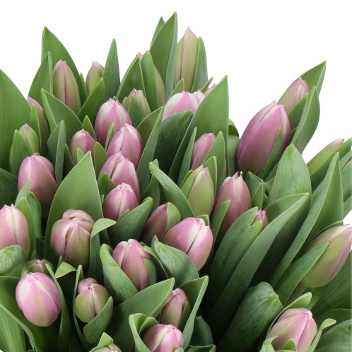 TULIPS LIBRIJE